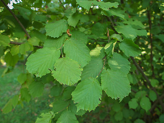 Image showing Hazel tree leaf