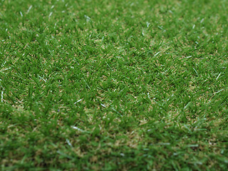 Image showing Synthetic grass