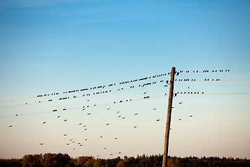 Image showing birds on electric wire