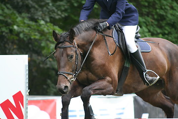 Image showing Jumping horse