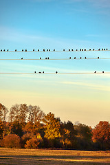 Image showing birds on electric wire