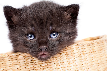 Image showing little kitten