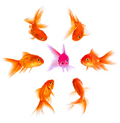 Image showing Concept with goldfish