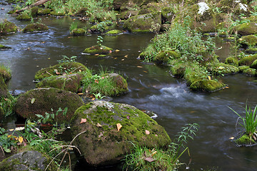 Image showing River in forest