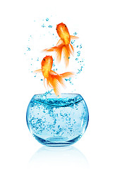 Image showing Goldfish jumping.