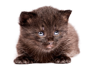 Image showing little kitten