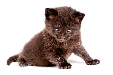 Image showing little kitten