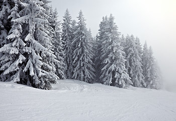 Image showing Winter forest