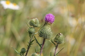 Image showing Cirsium