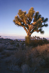 Image showing Joshua Tree