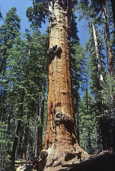 Image showing Sequoia