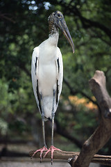 Image showing Ibis