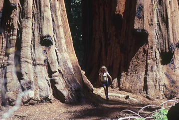 Image showing Sequoia