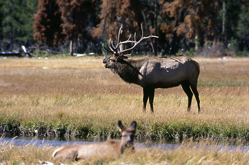 Image showing Elk