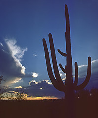 Image showing Saguaro