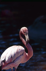 Image showing Flamingo