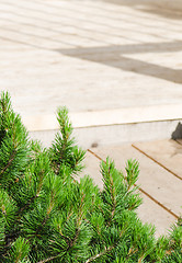 Image showing dwarf mountain pine in landscaping the Park