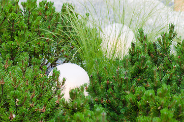 Image showing dwarf mountain pine in landscaping the Park