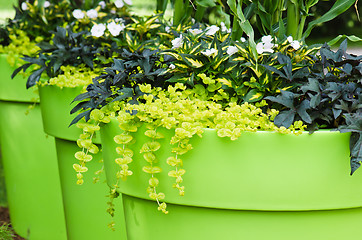 Image showing Large plant pots with flowers in the garden, close-up  
