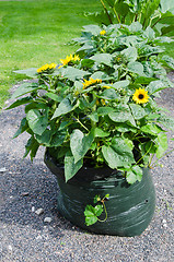 Image showing Sunflowers grow in a bag from under garbage