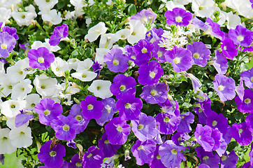 Image showing Beautiful white and purple petunia flowers close up