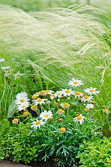 Image showing White daisies on a bed with other plants, close-up 