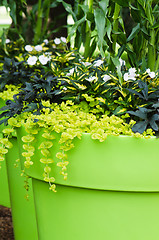 Image showing Large plant pots with flowers in the garden, close-up  
