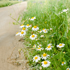 Image showing White camomiles at road, a close up