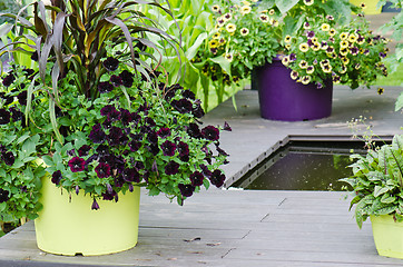 Image showing Large plant pots with flowers in the garden, close-up  
