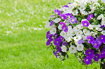 Image showing Beautiful white and purple petunia flowers close up