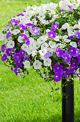 Image showing Beautiful white and purple petunia flowers close up