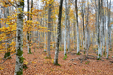 Image showing Autumnal forest