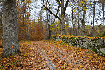 Image showing Autumnal country road