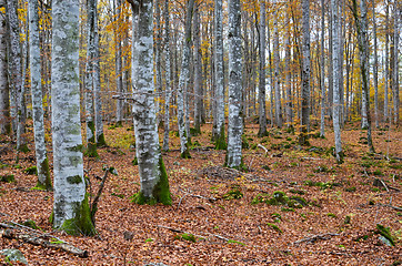 Image showing Beech forest view