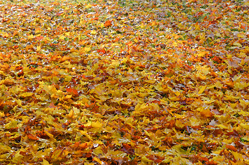 Image showing Maple leaves