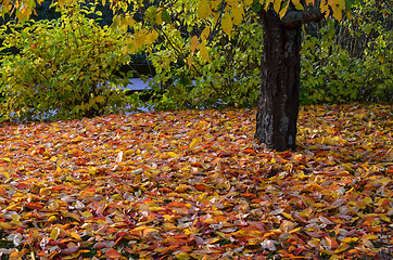 Image showing Fallen leaves