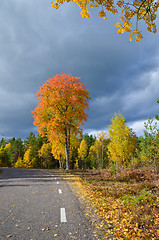 Image showing Glowing aspen