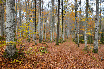 Image showing Country road view