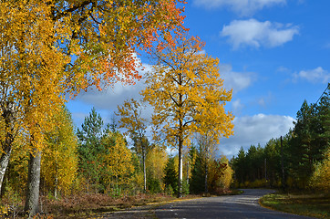 Image showing Fall aspens