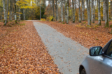 Image showing Autumnal drive