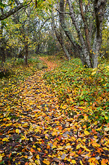 Image showing Colorful footpath