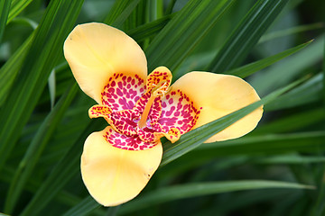 Image showing flower