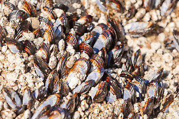 Image showing sea shells