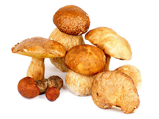 Image showing Forest Mushrooms