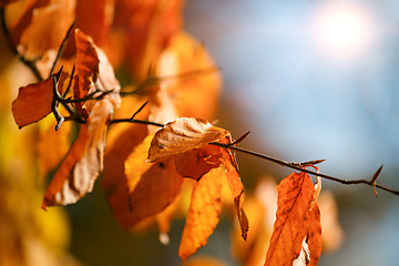 Image showing Autumn background