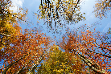 Image showing autumn trees on blue sky