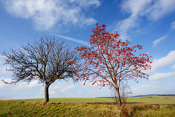 Image showing tree of Rowan Berries (Sorbus aucuparia)