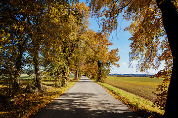 Image showing rural Road in the autumn with yellow trees