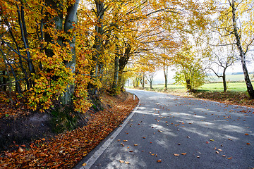 Image showing rural Road in the autumn with yellow trees