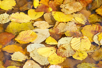 Image showing autumn leaves in water